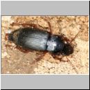 Harpalus rufipes - Laufkaefer w01c 12mm.jpg